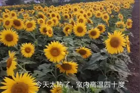 皖北：农村田地里的向日葵个个面向东，这是为啥呢？