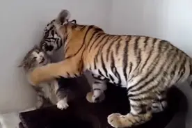 小猫第一次看到老虎，被吓的魂都快没了视频封面