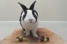 宠物兔喜欢吃青葡萄，兔兔口水都酸出来了