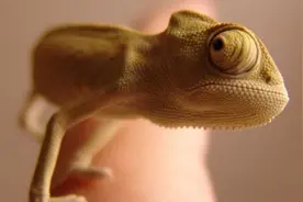 变色龙利用具有超强粘性的舌头捕捉猎物图片