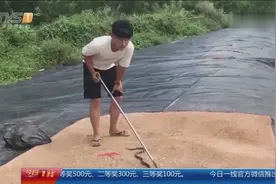 19岁主播玩蛇惊险直播 被眼镜蛇喷毒入眼视频封面