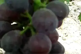 河南商丘宁陵县 葡萄大鹏丰收 品种有夏黑 井川108视频封面