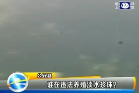 追踪：谁在违法养殖淡水珍珠？图片