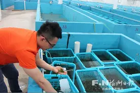 连江官坞海葡萄从日本引进　现已实现产业化种植图片