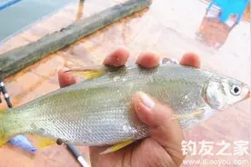 夏季钓黄尾鱼钓位、饵料、钓法技巧图片