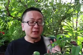 夏季养桂花，注意这2点视频封面