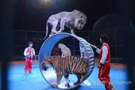 活动 | 昆明史上最震撼5国皇家大马戏开演倒计时，价值120元门票免费送！图片