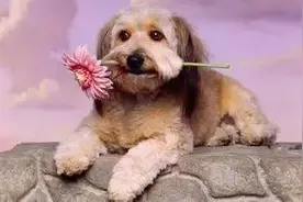 科普|狗狗呕吐怎么办？图片