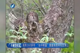 160年后重现 “野鸡”黄腹角雉竟然如此稀少