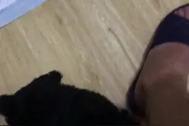 幼犬咬脚咬腿解决办法视频封面