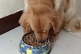 主人让金毛吃饭金毛不吃主人说不吃把你老公卖了，金毛反应笑死了视频封面