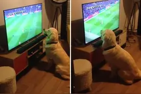 头号球迷!金毛犬爱看球赛走红网络图片
