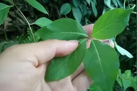 具有补血通乳、清热解毒、消肿排脓的功效的中草药“四叶参”视频封面