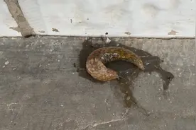 大雨过后，在宝鸡贾村塬乡村台阶出现奇怪生物