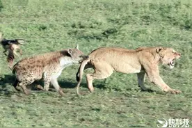 狮子放倒牛羚欲饱餐 豺狼、鬣狗竟合伙包围图片