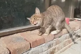 猫咪吃骨头，边吃边甩头是被卡住了吗？