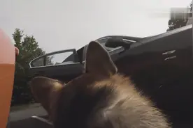 给柯基戴上gopro，看看狗狗一天都拍了些什么