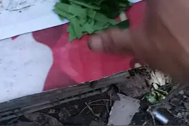 能治愈蜜蜂烂子中囊病特效中草药视频封面