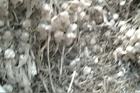 0.5角一斤。现在很迷茫。不知道明年价格怎样。视频封面