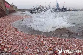 青岛逢天文大潮 大量贝壳被海浪卷上码头图片