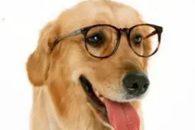 凌云边牧-狗狗是色盲，纯属谣传，用实验为狗狗昭雪