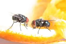 苍蝇落在食物上做了哪些事，到底扔还是不扔？图片