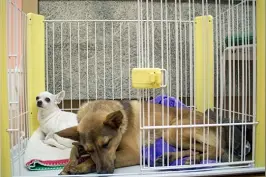 想要训练狗狗在笼内排便，这种方法可以有效的帮助到你图片