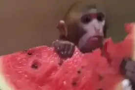 笑死宝宝了！猴子吃西瓜还会吐子图片