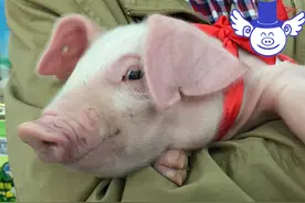 为何日本没有养特供猪的猪场？因为日本人把每头猪都当特供猪来养图片