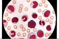 显微镜下的风景图片