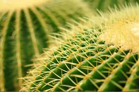 看过来！家有小宝宝，这10种花卉千万别养在家里图片