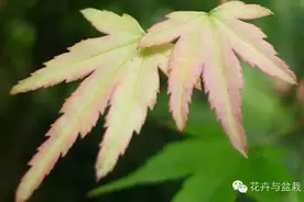 鸡爪槭和红枫长一样么？很多人都误解了它们图片