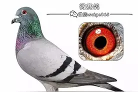 八条鉴鸽让你读懂什么是好赛鸽（收藏）图片