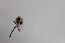 彩色钢笔画《蜜蜂》图片