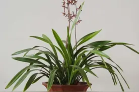 国兰，洋兰，你家养的是什么兰？图片