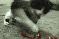 喵星人勇斗小龙虾图片