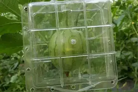 各种异型的方西瓜，人参果之类不是转基因，而是套模具生长起来的图片