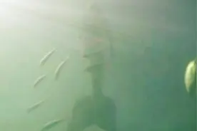 难以置信，澳大利亚男子在大堡礁潜水拍摄到真实美人鱼的身影图片