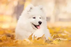 萨摩耶犬 Samoyed图片