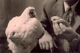 从无头鸡到腌制人体，揭秘5个令人毛骨悚然的恐怖的马戏团！图片