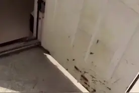 带狗回家爸妈的反应？视频封面
