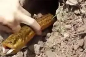 坑底洞里钓黄鳝，这条黄鳝可真不小图片