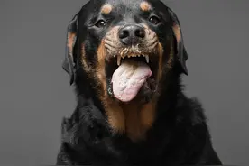罗威纳犬Rottweiler图片