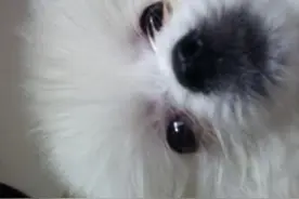 狗狗的这些眼部小疾病一定要尽早治疗，如果发生病变那就麻烦了图片