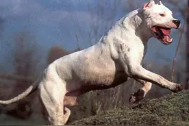 敢于与野猪勇拼的斗犬，霸气的犬中勇士图片