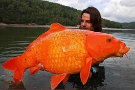 世界上最大的动物们，看一个震惊一回啊，个个都是巨无霸图片