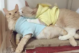 猫奴无意看到两只猫在旁边打闹，原来只是为了亲亲图片