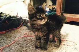 饥饿的小猫每天靠吃虫子果腹，幸好遇到她过上幸福生活！图片