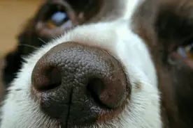 狗狗的鼻子变色了，是狗狗生病了，还是因为其他的原因？图片