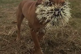 猪狗大战！3只狗围堵豪猪脸上被扎满倒刺急送医治疗图片